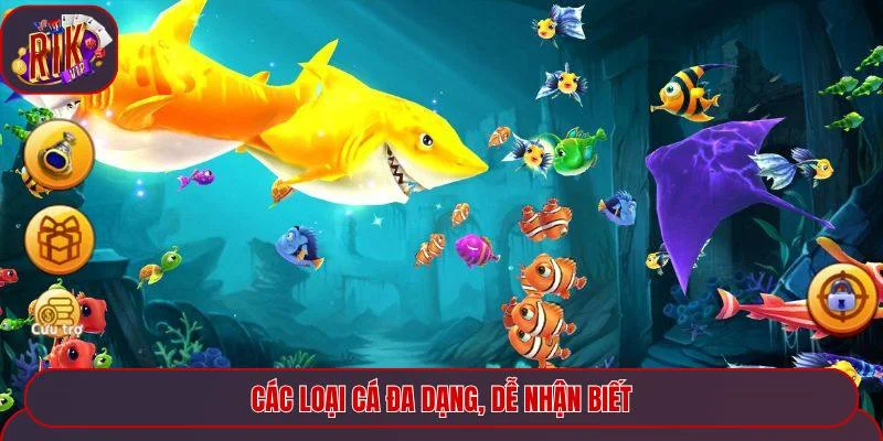 Các loại cá đa dạng, dễ nhận biết